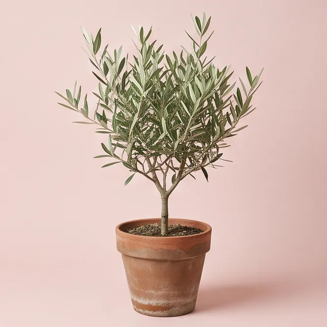 Young olive tree in a terracotta pot