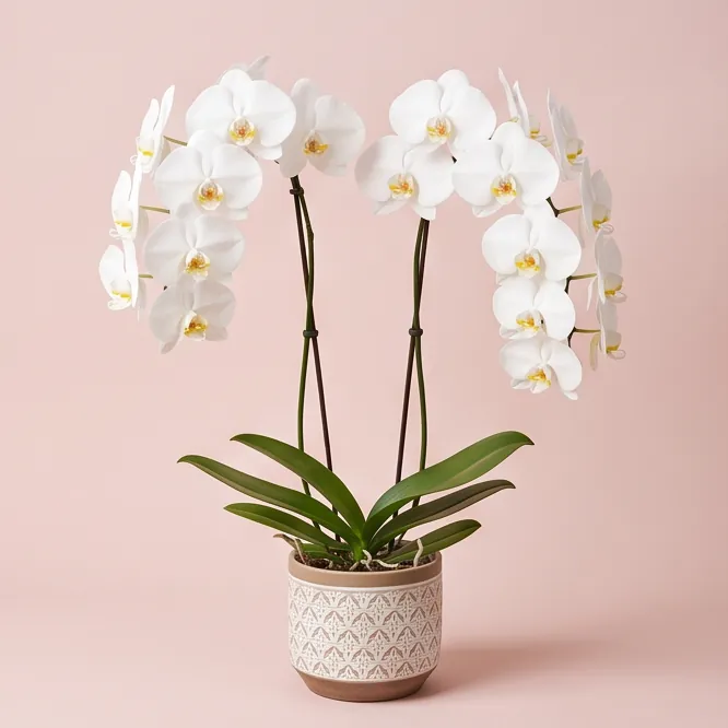 White orchids in a painted ceramic pot